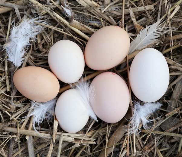 친환경 먹거리 다팜,무항생제 자연방사 백봉 오골계 계란 (유정란) 초란/정란,부화용/산란용