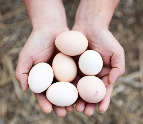 친환경 먹거리 다팜,무항생제 자연방사 백봉 오골계 계란 (유정란) 초란/정란,부화용/산란용