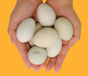 안동 자연방사 청란 청계닭 계란 20구