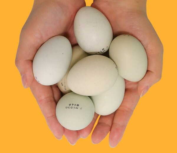 친환경 먹거리 다팜,안동 자연방사 청란 청계닭 계란 20구